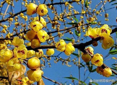 腊梅和梅花一样吗 腊梅与梅花有何相同之处？