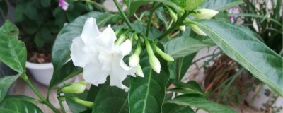 夜来香几点开花时间 夜来香盛放时刻
