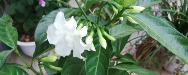 夜来香几点开花时间
