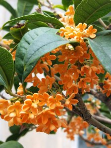 桂花几点开花时间 桂花开花时间是什么时候？