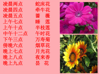 午时花几点开花时间 「午时花何时绽放」
「午时花几点开放」