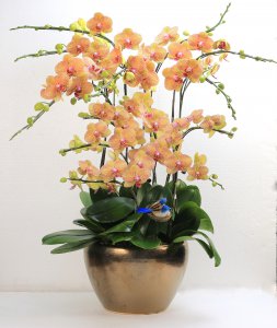 蝴蝶兰几点开花时间 蝴蝶兰何时开花？
蝴蝶兰花期如何？