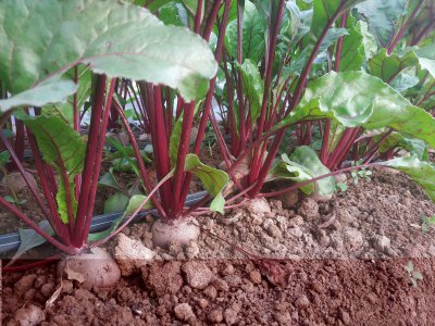 鳞茎类蔬菜有哪些品种 鳞茎蔬菜有哪些种类？