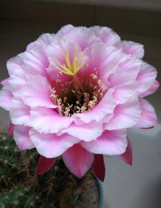 仙人球几点开花时间 仙人球何时开花？
仙人球开花时间？