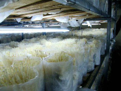 金针菇怎么存放时间长 金针菇如何保存时间长？