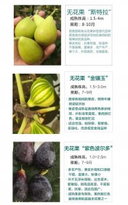 无花果品种排名 无花果品种的排名