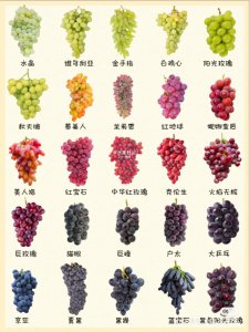 日本葡萄品种排名 日本葡萄品种排行榜