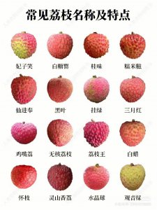 泸州荔枝品种排名 泸州荔枝种类排名