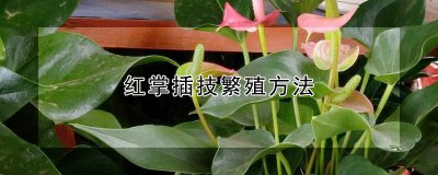 红掌的繁殖方法 红掌的繁殖技巧
红掌繁殖的方法