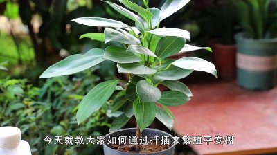 平安树的繁殖方法 平安树的繁衍技巧