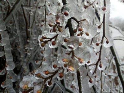 最耐冻的花是什么花 哪种花最能耐寒？