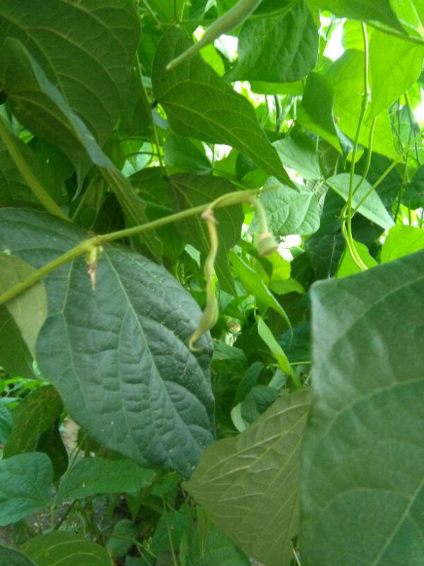豆角种植多久开花结果