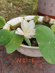 碗莲种植多久开花 种植碗莲多久才开花？