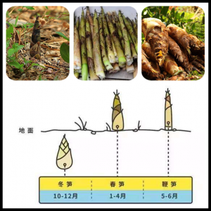竹笋一年四季都有吗 竹笋全年皆有吗？