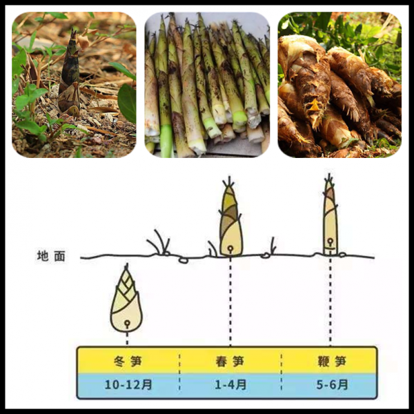 竹笋一年四季都有吗