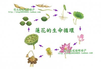 莲藕一年四季都有吗 莲藕全年都能种植吗？