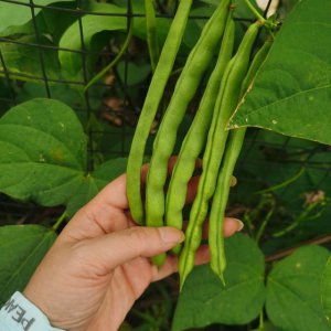 四季豆一年四季都有吗 四季豆全年均可生长吗？