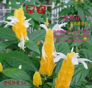 蒲草的花语是什么寓意 蒲草花语的含义是什么？