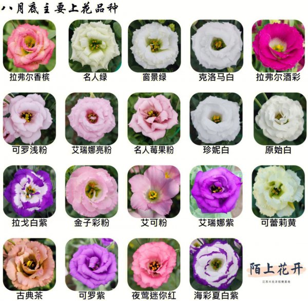 洋桔梗的花语和寓意是什么意思