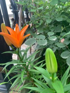 百合种植多久开花 百合种植几年开花