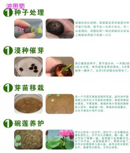 莲子种植多久开花 种植莲子多久才能开花？