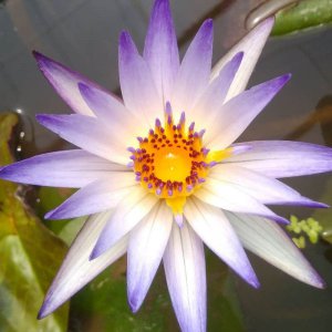 睡莲种植多久开花 种植睡莲需要多久才能开花？