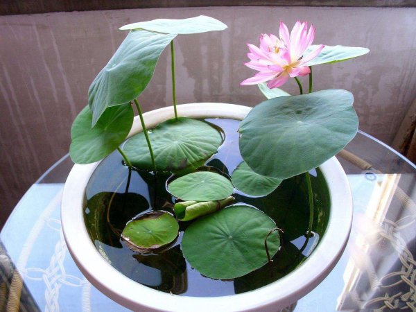 荷花种植多久开花