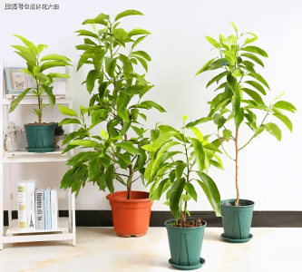 玉兰花盆栽好养吗 玉兰花盆栽易养吗？
