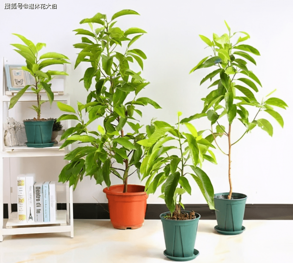 玉兰花盆栽好养吗