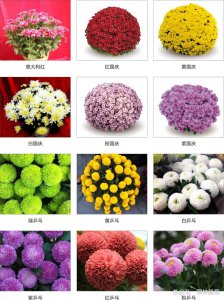 菊花是多年生还是一年生植物 菊花是多年生的还是一年生的？