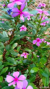 长春花是多年生还是一年生植物 长春花是多年生还是短命植物？