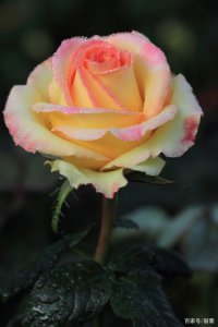 玫瑰花什么颜色好看 玫瑰花哪种颜色最漂亮？