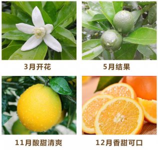 橘子几月开花几月结果 橘子花果期间

果实结果的时间