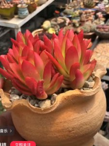 多肉火祭的繁殖方法和注意事项 多肉植物繁殖与养护指南