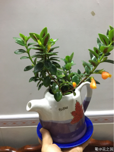 养花用什么花盆最好 最佳花盆选择养花
合适的花盆种植花卉