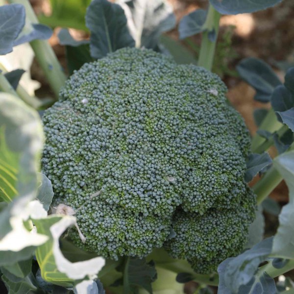 西兰花和花椰菜一样吗