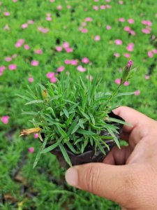 石竹花是一年生还是多年生植物 石竹花是多年生植物吗？
