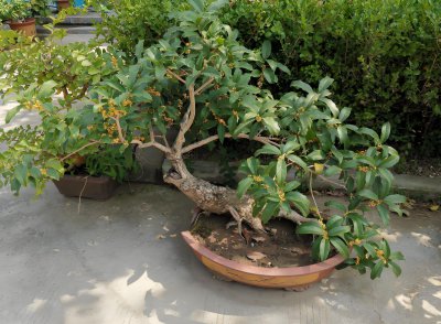 桂花树下适合种什么植物 桂花树下适宜栽种哪些植物