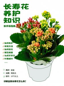 长寿花好养吗家里养护方法与注意事项