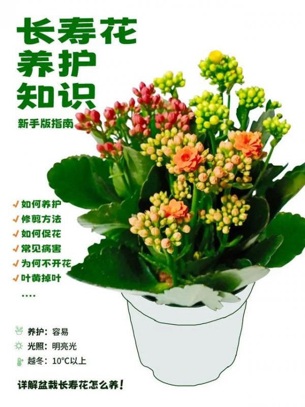 长寿花好养吗家里养护方法与注意事项
