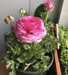 芹叶牡丹是多年生还是一年生植物 芹叶牡丹是多年生还是一年生？