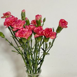 康乃馨花好养吗 康乃馨花易养吗？