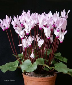仙客来花冬天怕冷吗 仙客花冬季耐寒吗？