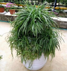 吊兰冬天怕冷吗 不同植物冬天怕冷吗？