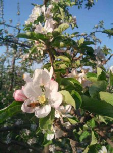 苹果几月开花几月结果 苹果何时开花结出果实？