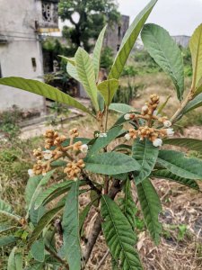 枇杷几月开花几月结果 枇杷何时开花何时结果？
