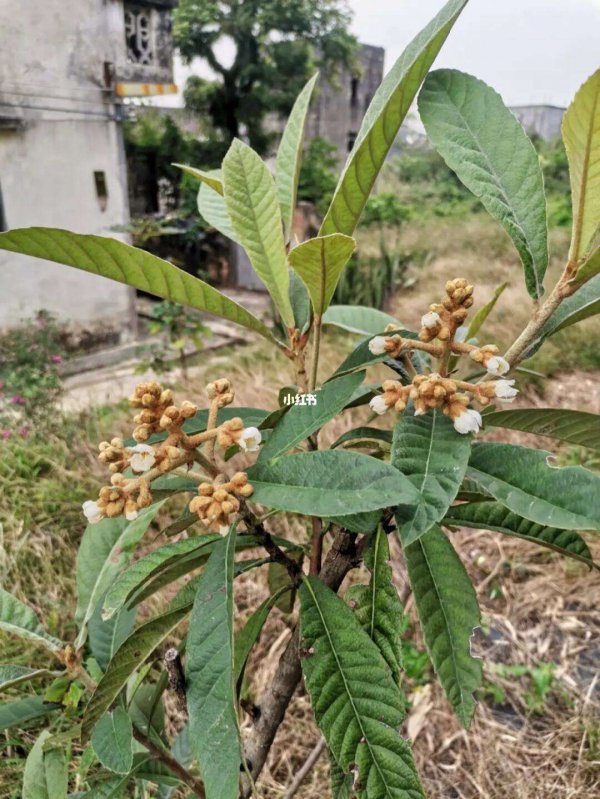 枇杷几月开花几月结果