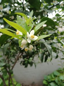 柚子几月开花几月结果 柚子开花结果时间

柚子花果生长时间