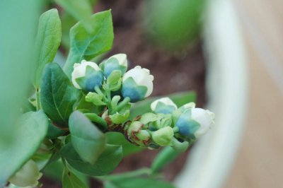 蓝莓几月开花几月结果 蓝莓花期和结果期是哪几个月？
