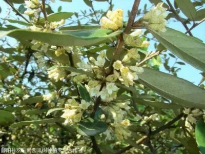 羊奶果几月开花几月结果 羊奶果开花结果的季节是什么时候？
